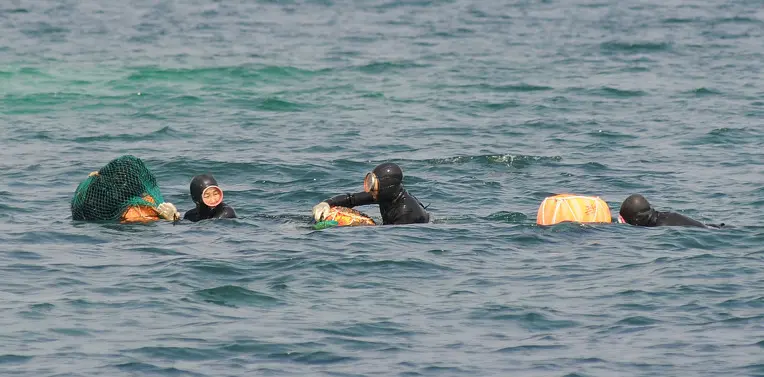 Varias haenyeo de Jeju trabajan en el mar junto a sus flotadores y redes de recolección.